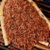 鲜山叔 东北红米1.5kg/1袋