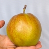 嗨果粒 隰县玉露香梨优选9粒 上架时间9月1日下架时间3月31日